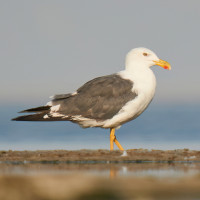 Yellow-footed Gull